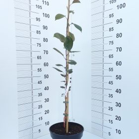 Okrasna jablana 'Jadwiga'