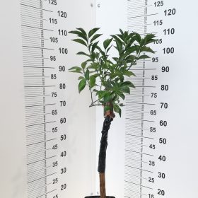 MANDALATE