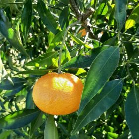 Mandarina 'Mandalate'