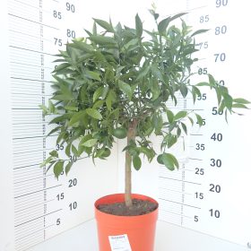 MANDARINA 39