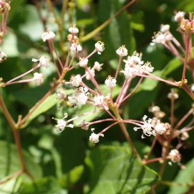 Kalifornijski jorgovan 'Marie Rose'