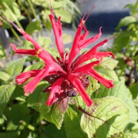 Monarda ‘Jacob Cline’
