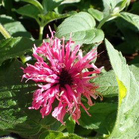 Monarda 'Marshall's Delight'