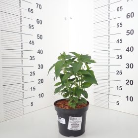 MONARDA MARSHALS DELIGHT