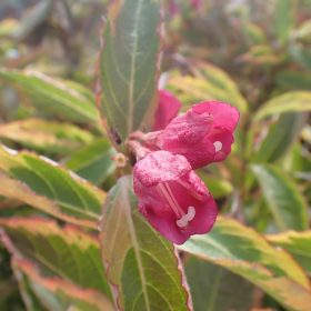 Weigela 'Moulin Rouge'