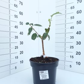 Jorgovan 'Mulatka'