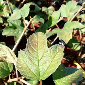 Viburnum 'Pohjan Neito'