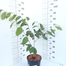 Vještičja lijeska 'Primavera'