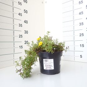 Potentilla Hachdon