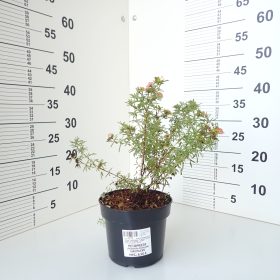 Potentilla Hachliss