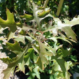 QUERCUS PALUSTRIS2