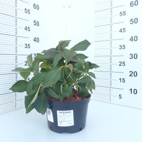 Velikolistna hortenzija ‘Red Angel’