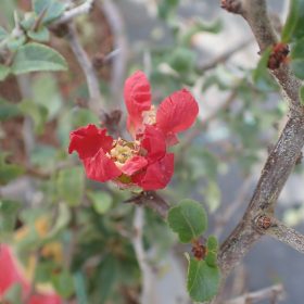 Japanska dunja ‘Red Joy’