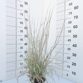 Schizachyrium 'Chameleon'