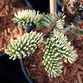 Plemenita jela 'Sherwoodii'