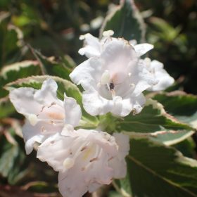 Weigela 'Suzanne'