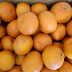 Mandarina 'Tacle'