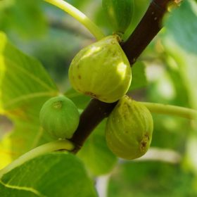 Smokva 'Troiano'