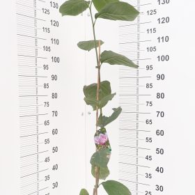 Magnolija 'Verbanica'