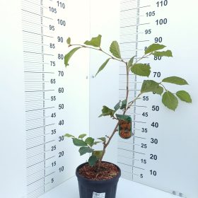 Vještičja lijeska 'Aphrodite'