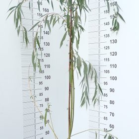 Zlatna žalosna vrba 'Chrysocoma'