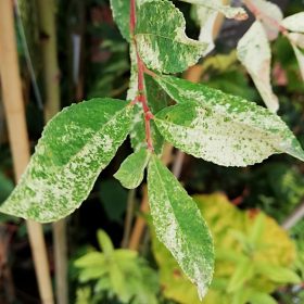 Siva vrba 'Tricolor'