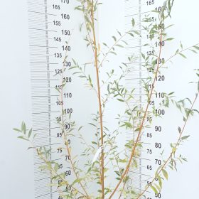 Bijela vrba 'Yelverton'