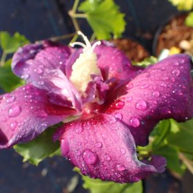 Hibiskus 'Walberton's Lunar Rhapsody'
