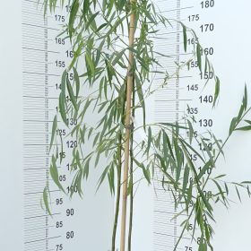 Žalostna vrba 'Pendula'