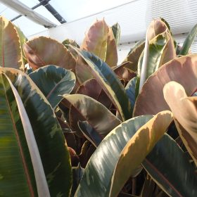 Fikus 'Belize'