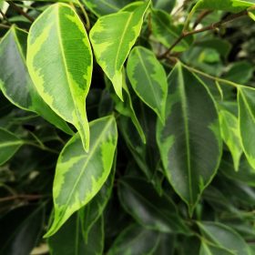 Fikus benjamin 'Anastasia'