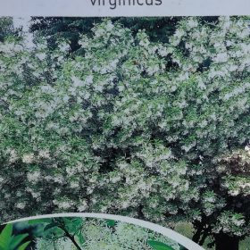 chionanthus