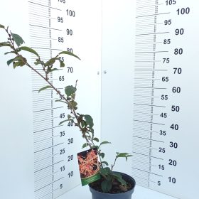 Čarovniški lešnik 'Feuerzauber'