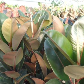 Fikus 'Robusta'
