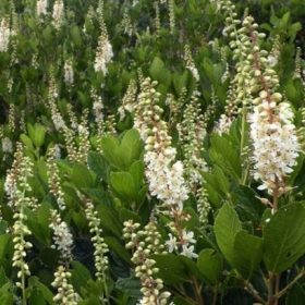Clethra 'Hummingbird'