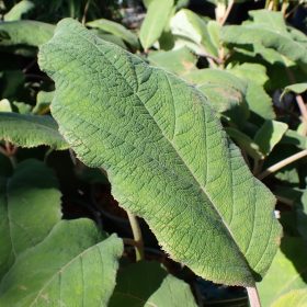 Hortenzija sargentiana