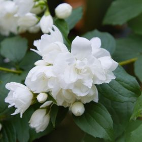 Pajasmin 'Manteau d'Hermine'