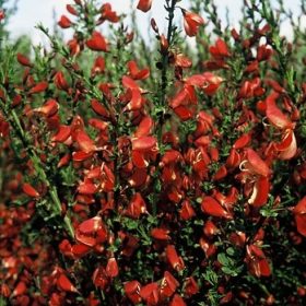 Žućica ‘Roter Favorit’