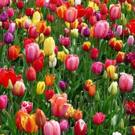 Tulipan - lukovice