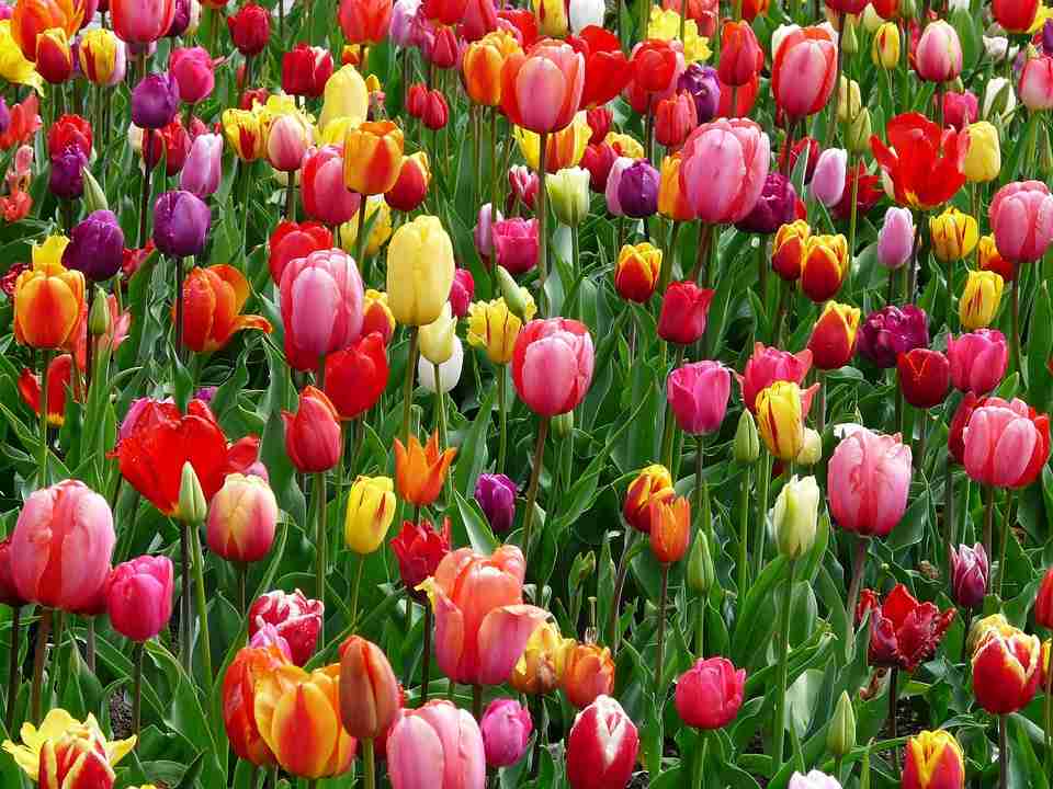 Tulipan - lukovice