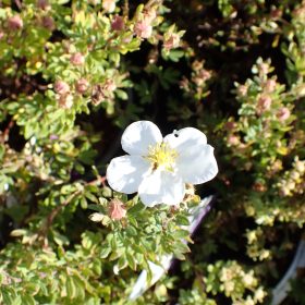 Grmičasta peteroprsta 'Abbotswood'