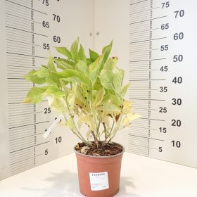 Velikolistna hortenzija ‘Ankong’