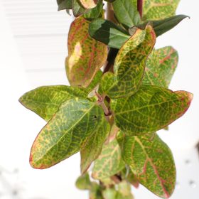 Kovačnik 'Aureoreticulata'