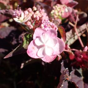 Planinska hortenzija ‘Barca’