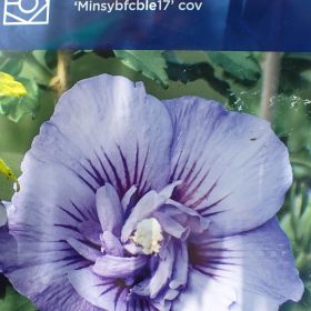 Vrtni hibiskus ‘Beautiful Cobalt’