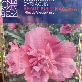BEAUTIFUL MAGENTA2