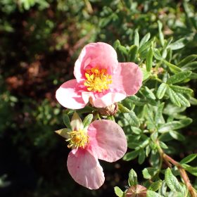 Grmičasta peteroprsta 'Bella Rosa'