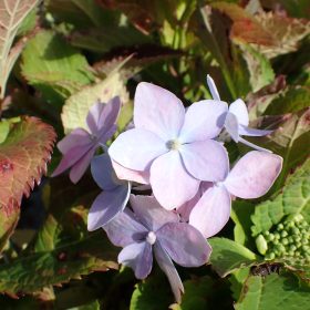 Planinska hortenzija ‘Flair & Flavours® Blue Sprinkles’