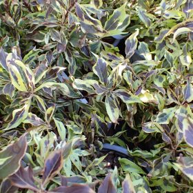 Weigela 'Bubbly Wine'