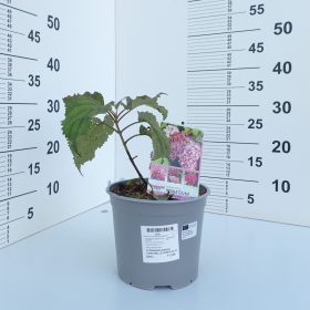 Hortenzija 'Candybelle Winegum'